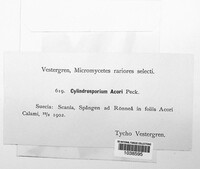 Cylindrosporium acori image